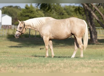American Quarter Horse, Giumenta, 19 Anni, 152 cm, Palomino