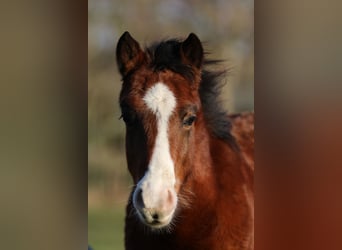 American Quarter Horse, Giumenta, 19 Anni, 155 cm, Grigio pezzato