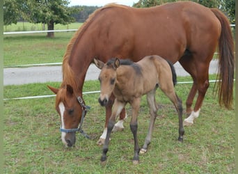 American Quarter Horse, Giumenta, 19 Anni, 155 cm, Sauro