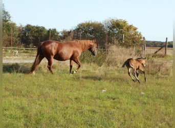 American Quarter Horse, Giumenta, 19 Anni, 155 cm, Sauro