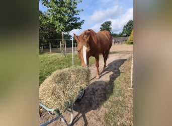 American Quarter Horse, Giumenta, 19 Anni, 160 cm, Sauro