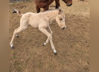 American Quarter Horse, Giumenta, 19 Anni