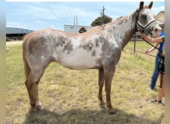 American Quarter Horse, Giumenta, 19 Anni, Roano rosso