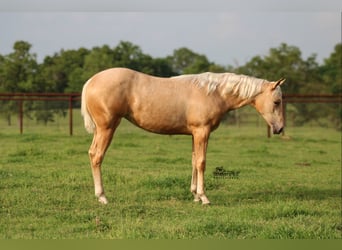 American Quarter Horse, Giumenta, 1 Anno, 137 cm, Palomino