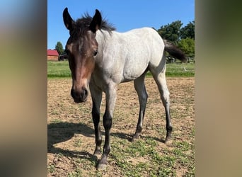 American Quarter Horse, Giumenta, 1 Anno, 142 cm, Baio roano