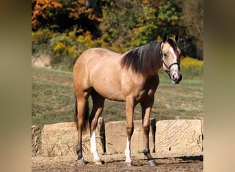 American Quarter Horse, Giumenta, 1 Anno, 142 cm, Pelle di daino