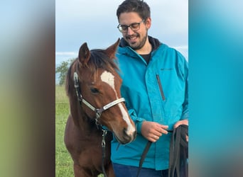 American Quarter Horse, Giumenta, 1 Anno, 145 cm, Baio