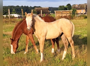 American Quarter Horse, Giumenta, 1 Anno, 145 cm, Palomino