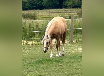 American Quarter Horse, Giumenta, 1 Anno, 145 cm, Palomino