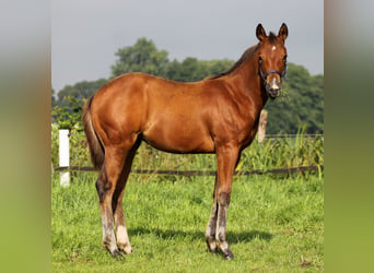 American Quarter Horse, Giumenta, 1 Anno, 148 cm, Baio