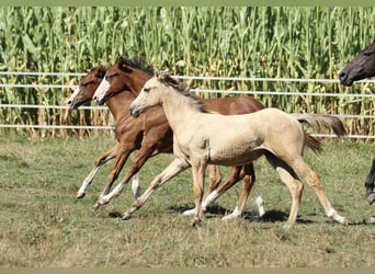 American Quarter Horse, Giumenta, 1 Anno, 148 cm, Dunalino