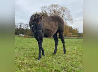 American Quarter Horse, Giumenta, 1 Anno, 148 cm, Grullo