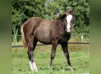 American Quarter Horse, Giumenta, 1 Anno, 148 cm, Morello