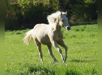 American Quarter Horse, Giumenta, 1 Anno, 148 cm, Palomino