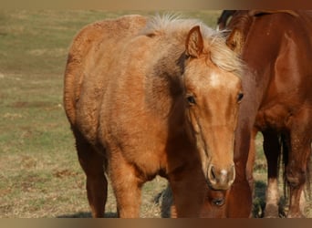 American Quarter Horse, Giumenta, 1 Anno, 148 cm, Palomino