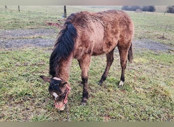 American Quarter Horse, Giumenta, 1 Anno, 148 cm, Pelle di daino