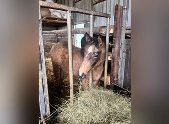 American Quarter Horse, Giumenta, 1 Anno, 148 cm, Pelle di daino