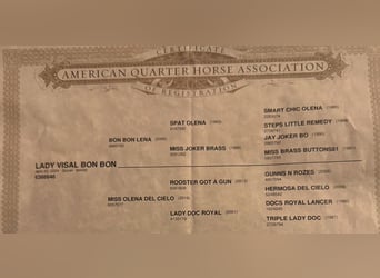 American Quarter Horse, Giumenta, 1 Anno, 148 cm, Sauro