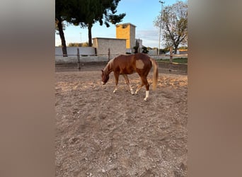 American Quarter Horse, Giumenta, 1 Anno, 148 cm, Sauro