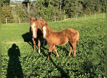 American Quarter Horse, Giumenta, 1 Anno, 148 cm, Sauro