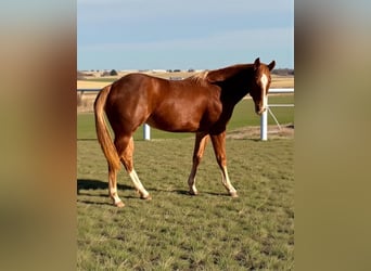 American Quarter Horse, Giumenta, 1 Anno, 148 cm, Sauro