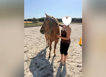 American Quarter Horse, Giumenta, 1 Anno, 148 cm, Sauro scuro