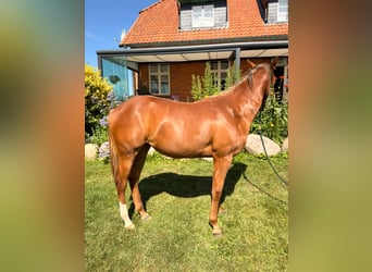 American Quarter Horse, Giumenta, 1 Anno, 148 cm, Sauro scuro