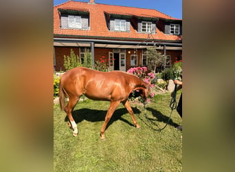 American Quarter Horse, Giumenta, 1 Anno, 148 cm, Sauro scuro