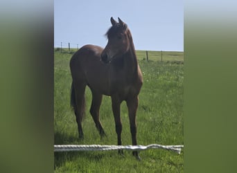 American Quarter Horse, Giumenta, 1 Anno, 149 cm, Baio