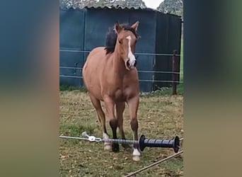 American Quarter Horse, Giumenta, 1 Anno, 149 cm, Falbo