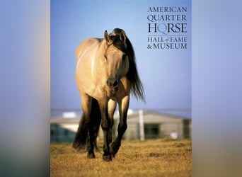 American Quarter Horse, Giumenta, 1 Anno, 149 cm, Falbo