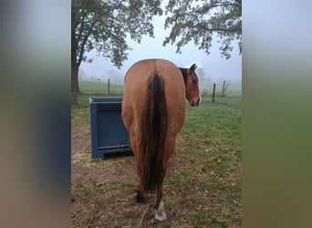 American Quarter Horse, Giumenta, 1 Anno, 149 cm, Falbo