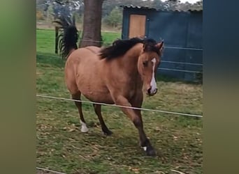 American Quarter Horse, Giumenta, 1 Anno, 149 cm, Falbo