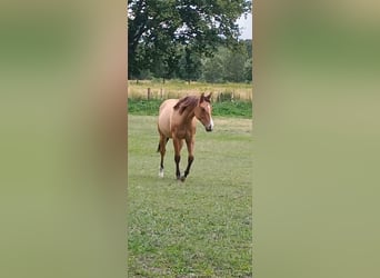 American Quarter Horse, Giumenta, 1 Anno, 149 cm, Falbo