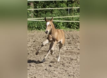 American Quarter Horse, Giumenta, 1 Anno, 150 cm, Baio