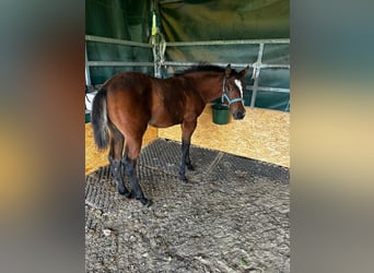 American Quarter Horse, Giumenta, 1 Anno, 150 cm, Baio