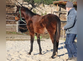 American Quarter Horse, Giumenta, 1 Anno, 150 cm, Baio