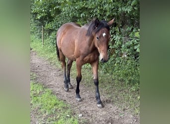 American Quarter Horse Mix, Giumenta, 1 Anno, 150 cm, Baio