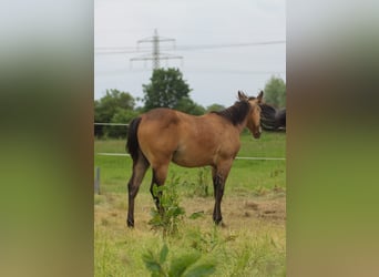 American Quarter Horse, Giumenta, 1 Anno, 150 cm, Baio