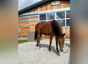 American Quarter Horse, Giumenta, 1 Anno, 150 cm, Baio