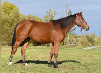 American Quarter Horse, Giumenta, 1 Anno, 150 cm, Baio