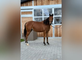 American Quarter Horse, Giumenta, 1 Anno, 150 cm, Baio