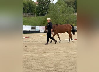American Quarter Horse, Giumenta, 1 Anno, 150 cm, Baio