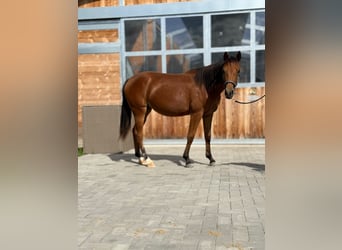 American Quarter Horse, Giumenta, 1 Anno, 150 cm, Baio