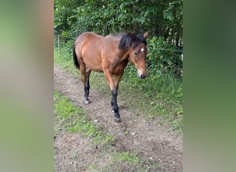 American Quarter Horse Mix, Giumenta, 1 Anno, 150 cm
