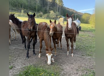 American Quarter Horse Mix, Giumenta, 1 Anno, 150 cm
