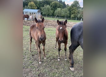 American Quarter Horse Mix, Giumenta, 1 Anno, 150 cm