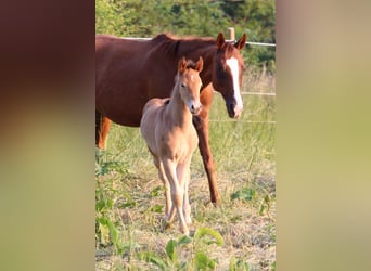 American Quarter Horse Mix, Giumenta, 1 Anno, 150 cm, Champagne