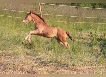 American Quarter Horse Mix, Giumenta, 1 Anno, 150 cm, Champagne