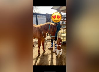 American Quarter Horse, Giumenta, 1 Anno, 150 cm, Falbo